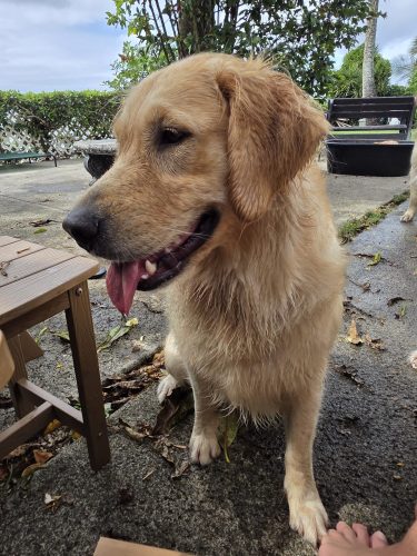 “Sasha” MAGNIFICENT SASHA PRINCESS OF KANEOHE BAY