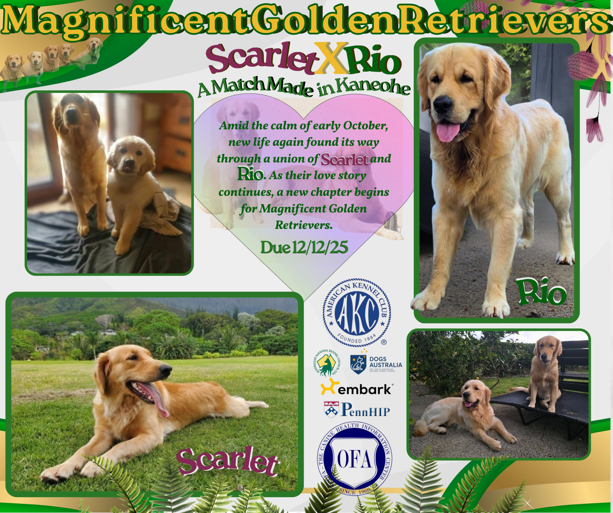 Scarlet × Rio litter announcement - Magnificent Golden Retrievers