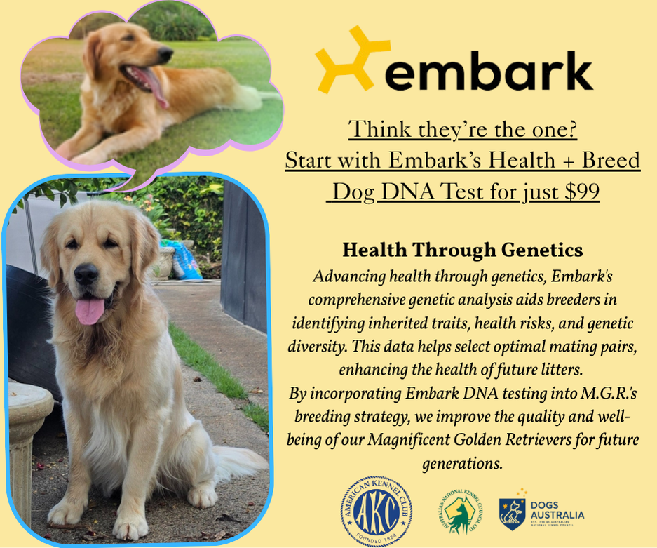 Embark DNA Testing ā Magnificent Golden Retrievers