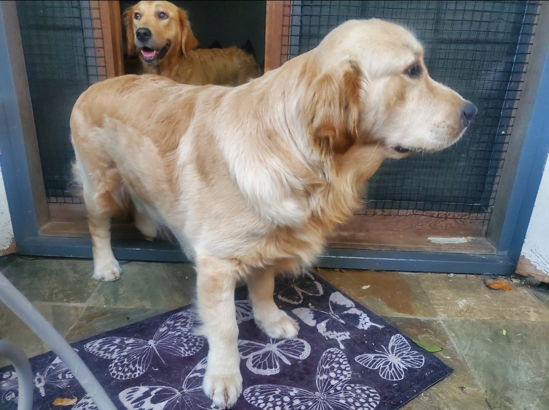 Santamaria Aussie Connection, call name Sammy